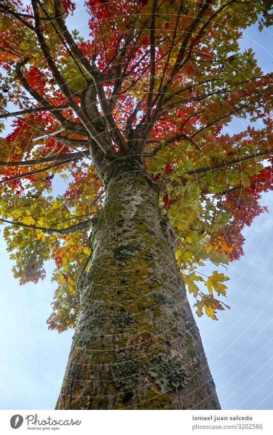 tree with autumn colors in autumn season Tree Branch Leaf Brown Yellow Red Nature Natural Seasons Abstract Consistency Exterior shot Neutral Background