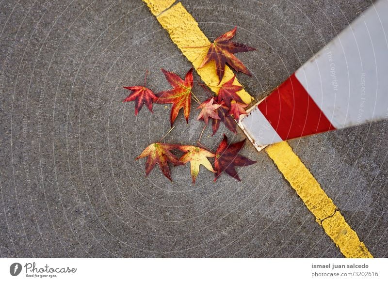 red leaf with autumn colors on the soccer field Leaf Red Loneliness Isolated (Position) Ground Nature Natural Exterior shot Neutral Background Consistency