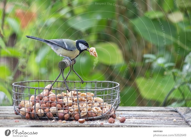 Great tit with walnut in its beak squats on wire baskets Walnut Hazelnut Nut Bench Bushes Garden Animal Wild animal Bird Tit mouse 1 Feeding Crouch Brown Yellow