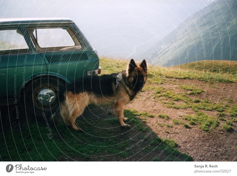 The Guardian Dog Mountain Level Car mountain trail German Shepherd Dog