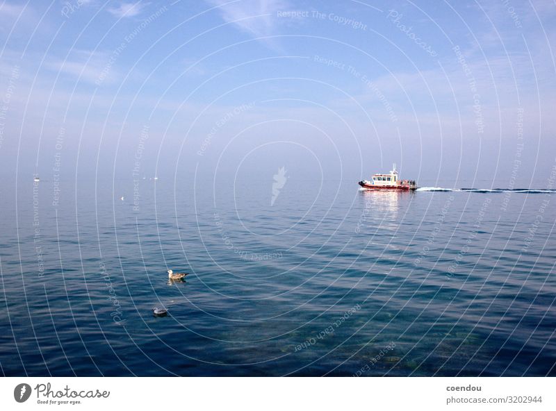 Boat and seagulls on a calm sea Far-off places Ocean Water Sky Mediterranean sea Fog Habitat Navigation Boating trip Sailboat Watercraft Wild animal Bird