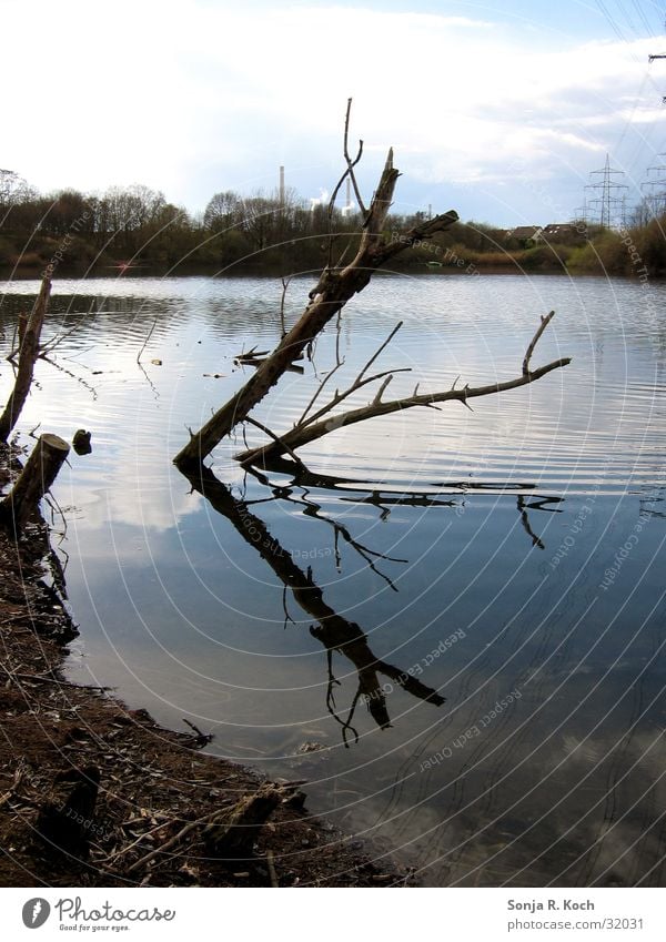 Mirror, mirror... Lake Body of water Tree trunk Reflection Calm Beach Water Coast