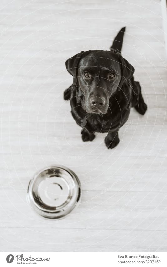 Beautiful black labrador waiting to eat his meal. Home, indoor Dog Lunch House (Residential Structure) retriever Diet Eating Purebred Heap Animal Healthy