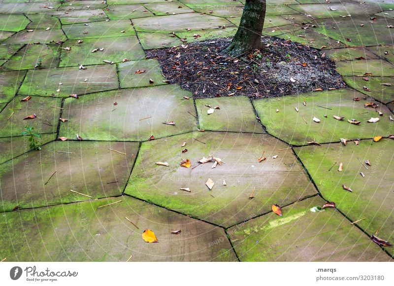 trunk Autumn Tree trunk Stone slab leaves Weathered Moss Old Environment Perspective Green