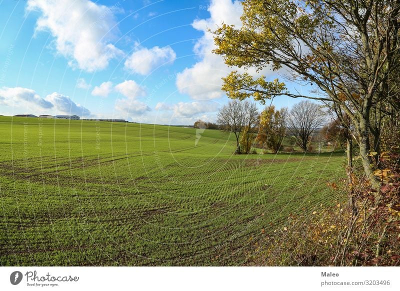 Rural landscape Field Agriculture Autumn Nature Green Wheat Grass Landscape Plant Harvest Seasons Winter Day Farm Natural Sun Sunbeam Beautiful Weather