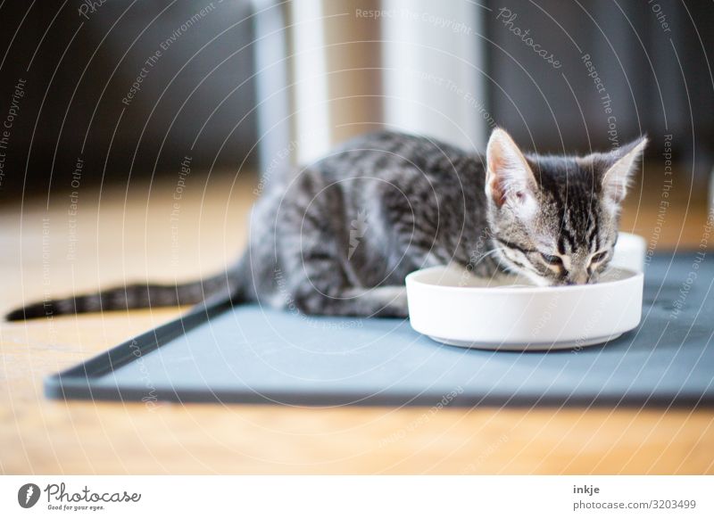 drink water Drinking Pet Cat 1 Animal Baby animal Food bowl To feed Authentic Small Cute Thirsty Colour photo Interior shot Close-up Deserted Copy Space bottom