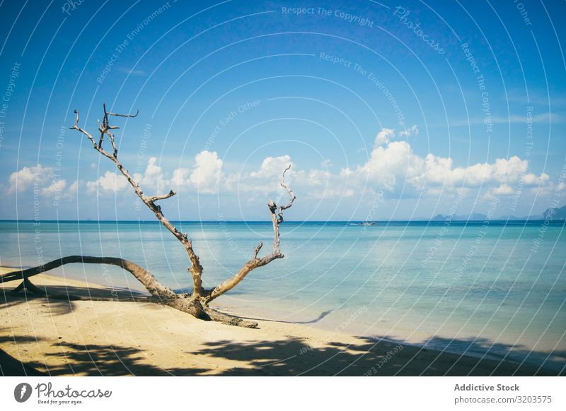 Tropical beach with palms and boat floating Beach Watercraft Thailand Picturesque Ocean Vacation & Travel Landscape Paradise Float in the water Tourism Idyll