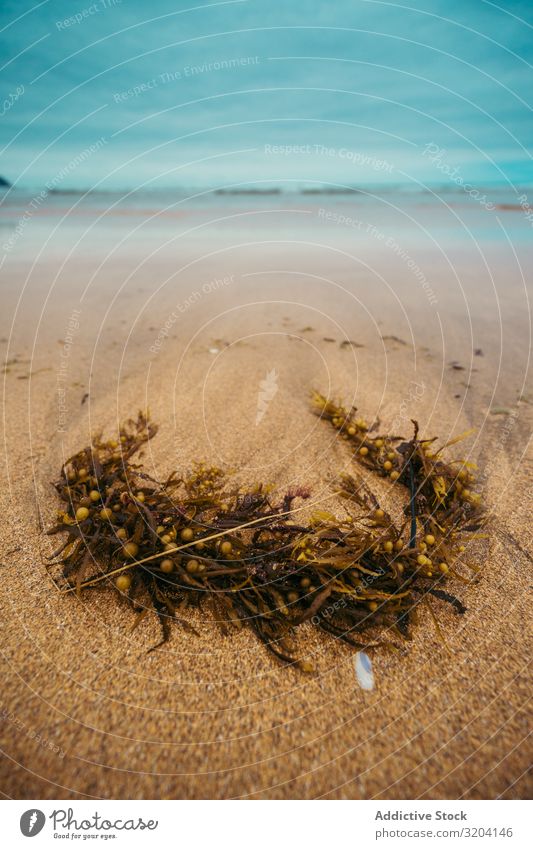 Wet plant on sandy seashore snag Beach Ocean Sand Rough zarautz Spain Landscape Water Nature Summer Coast Old Driftwood Branch marine Death Sky Clouds