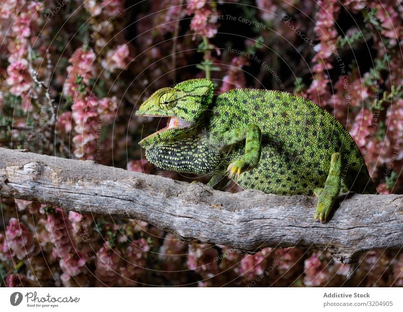 Chameleon sitting on branch Reptiles Exotic Lizard Green Animal wildlife Spotted Tropical fauna Wild Beautiful Sit Living thing Funny ugly Branch Tree venomous