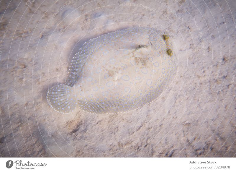 Drunk fish at sandy bottom of ocean Fish Calm Serene amusing Natural Splendid spot depth drunk fish Ocean marine Water Nature Multicoloured Tropical Deep