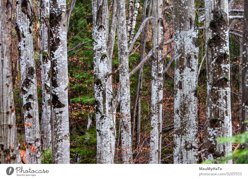 Beech forest in rainy weather Nature Landscape Plant Elements Water Autumn Climate Bad weather Rain Tree Leaf Foliage plant Wild plant Garden Park Forest