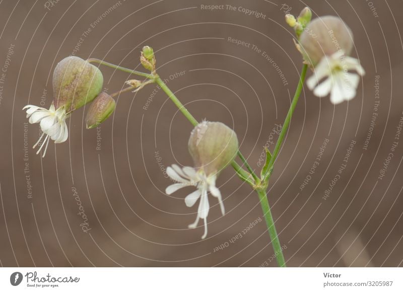 Flowers of bladder campion (Silene vulgaris). Valverde. El Hierro. Canary Islands. Spain. Nature Plant Blossoming Natural Wild biodiversity Botany Canaries