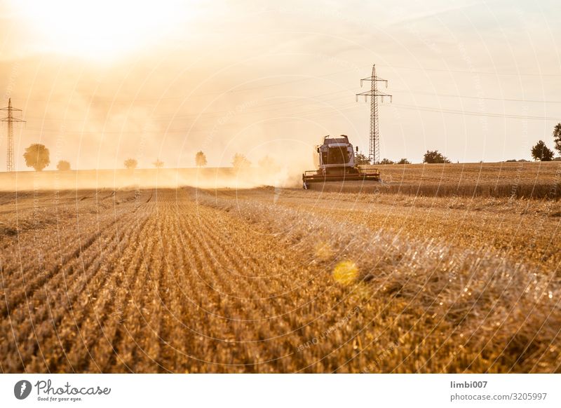 Combine Harvester Wheat Crop Vegetable Sun Nature Landscape Plant Vehicle Tractor Growth agronomy field harvester corn harvester Farm Crops agricultural