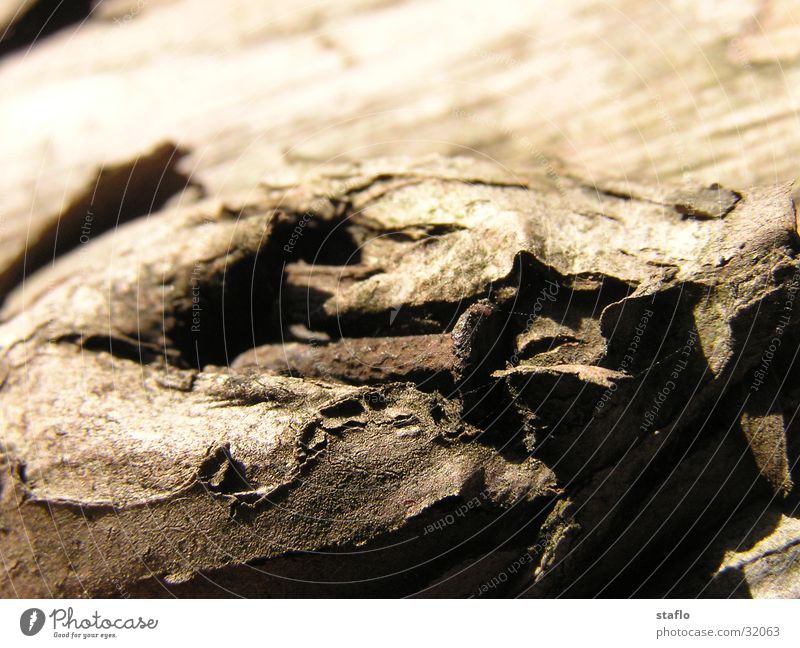 rusty nail in branch Nail Rust Branch Sun Macro (Extreme close-up) Detail