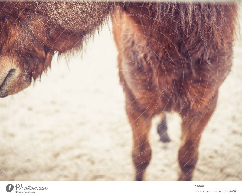 island horse Well-being Ride Nature Autumn Weather Places Horse Iceland Pony 1 Animal To feed Communicate Looking Stand Brash Free Friendliness Happiness Fresh