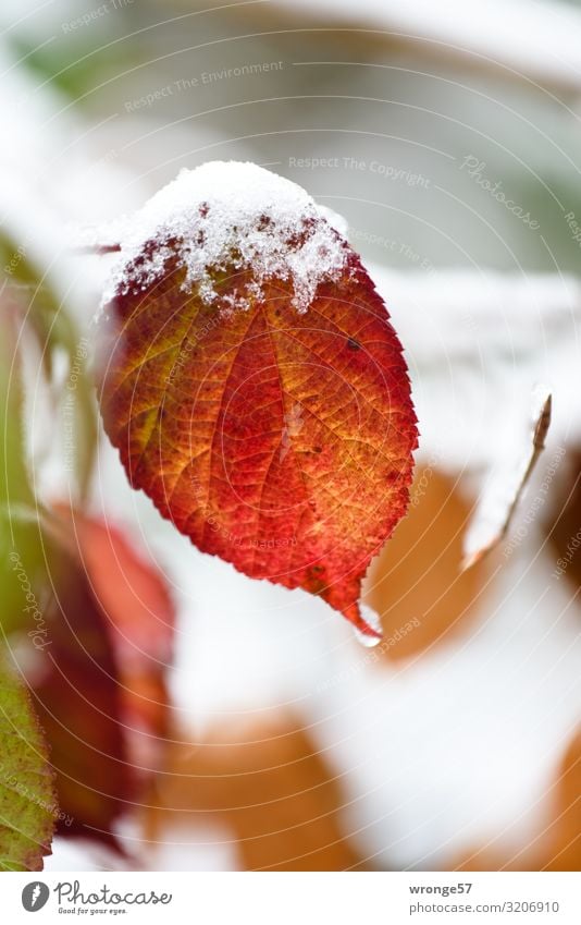 First snowflakes on coloured leaves Nature Plant Autumn Winter Ice Frost Snow Leaf Blackberry leaf Forest Cold Natural Brown Green Red White Autumn leaves