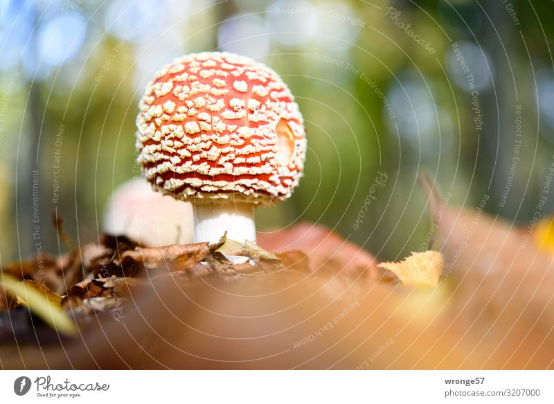 lucky devil Autumn Beautiful weather Forest Good luck charm Stand Growth Fresh Small Multicoloured Mushroom Amanita mushroom Woodground Autumn leaves