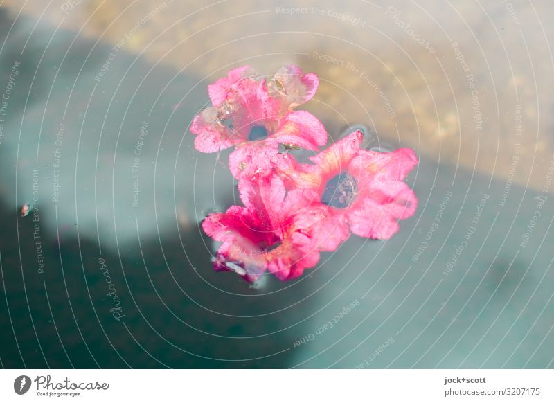 Flowers on water Harmonious Blossom Well Blossoming Esthetic Simple Pink Moody Romance Attentive Inspiration Ease Transience Surface of water Ravages of time