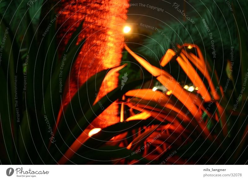 palm tree in dubai Palm tree Red Lamp Green Night Dubai scorch Colour