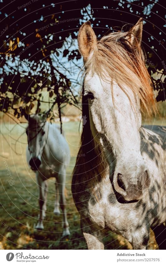 Horses pasturing on meadow horse field herd grass mountain beautiful animal nature dry farm mammal equine equestrian stallion season mare freedom hill ranch