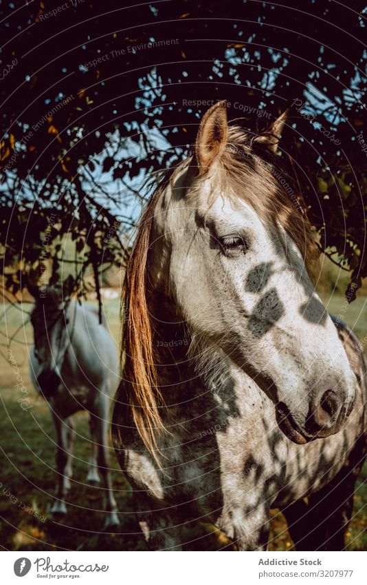 Horses pasturing on meadow horse field herd grass mountain beautiful animal nature dry farm mammal equine equestrian stallion season mare freedom hill ranch