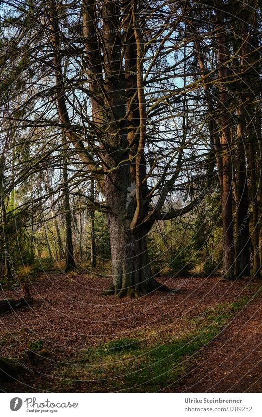 Big tree in autumn forest Environment Nature Landscape Plant Autumn Beautiful weather Tree Park Forest Breathe Relaxation Stand To dry up naturally Brown Calm