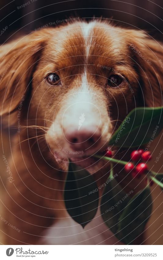 Wanna kiss under the mistletoe? Plant mistletoe branch Animal Pet Dog 1 Soft Green Orange Red Nova Scotia Duck Tolling Retriever retriever Carrying Stop