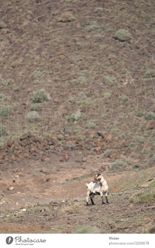 Goat (Capra aegagrus hircus). Jandia. Fuerteventura. Canary Islands. Spain. Animal Desert Farm animal 1 Loneliness animals arid biodiversity Canaries