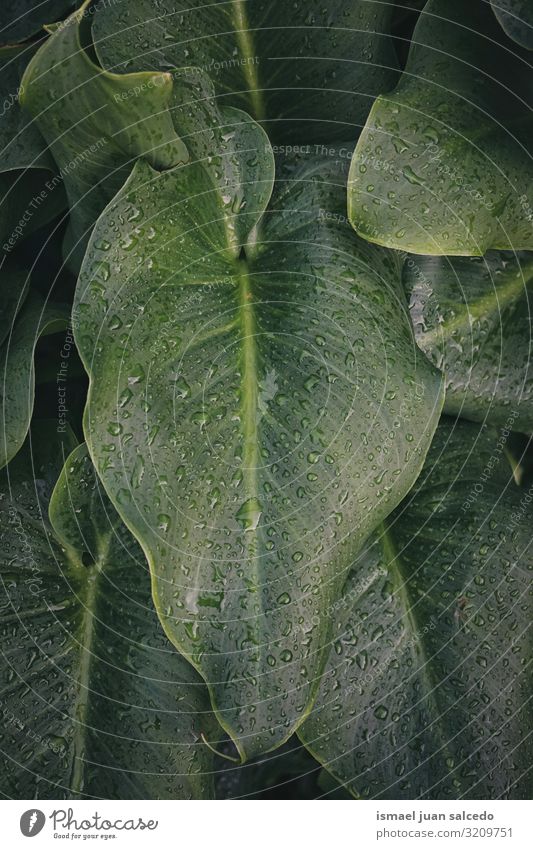 raindrops on the green plant leaves in autumn Plant Leaf Drop Rain Water Wet Glittering Bright Green Garden Floral Nature Natural Abstract Consistency Fresh