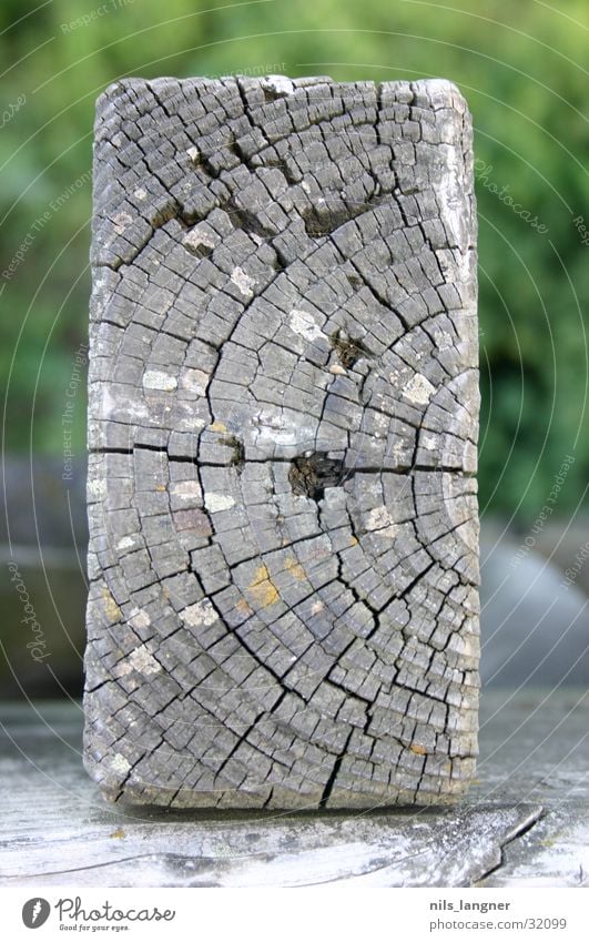 where possible wood Wood Brown Sea park Wooden board Close-up Structures and shapes Freiburg im Breisgau