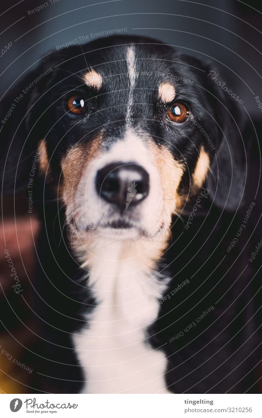 These eyes Animal Pet Dog 1 Observe Glittering Living or residing Brown Black Bernese Mountain Dog cattle dog working dog dog's nose Beautiful Beg Love Pelt