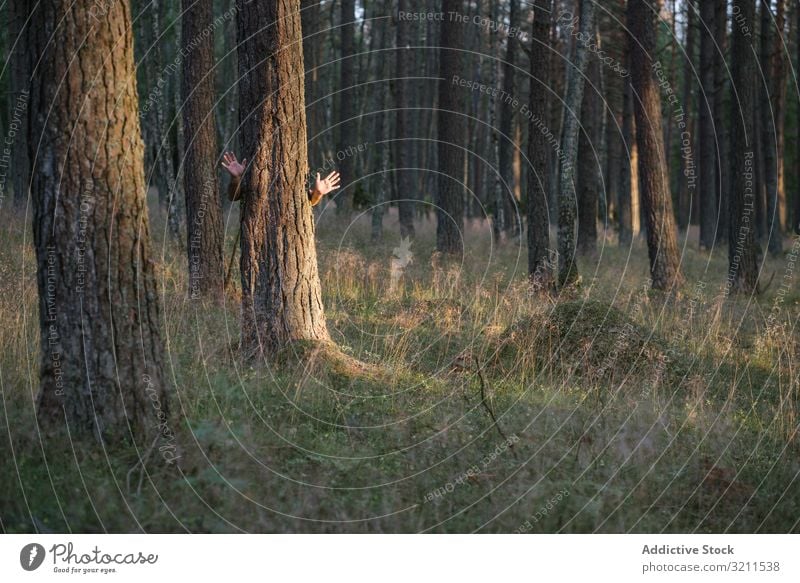 Anonymous man hiding behind pine tree waving hands while standing in forest hide palm salute communication summer nature landscape creative countryside covered