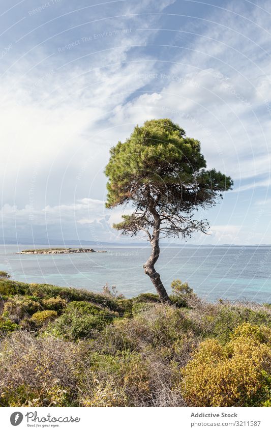 Green tree on picturesque coastline seascape lush water horizon landscape greece halkidiki cloud crown tourism scene nature paradise freedom travel summer blue