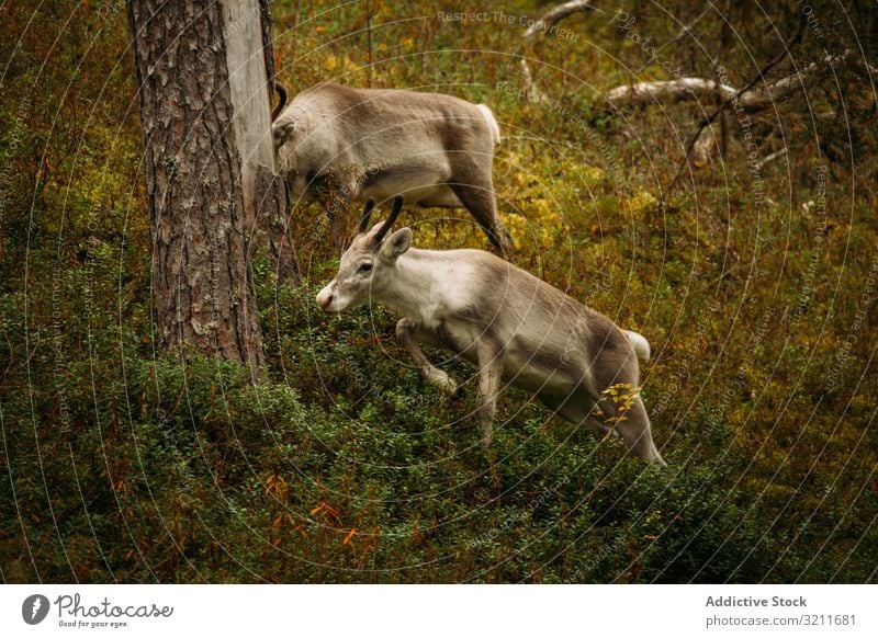 Young reindeer grazing in forest grass graze run nature finland tree flora fauna wild creature mammal animal young feed fur scenic beast fawn harmony idyllic