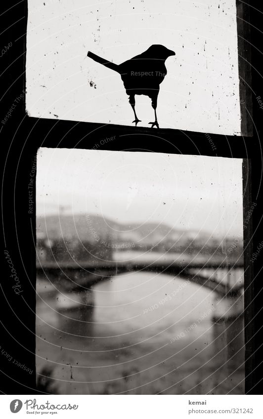 The bird River Rhine Basel Downtown Bridge Window Label warning bird Bird Sign stickers Silhouette Sit Dark Protection Safety Warning label Black & white photo