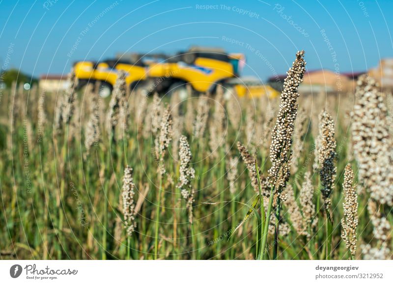 Harvester in Millet plantation. Bundles of millet seeds. Summer Environment Nature Landscape Plant Leaf Growth Natural Green Agriculture millet field Crops Farm