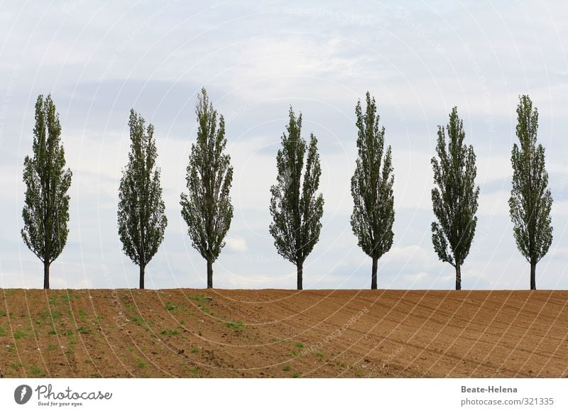 Freedom, equality, fraternity Nature Landscape Clouds Beautiful weather Tree Sand Esthetic Authentic Natural Blue Brown Green Together Attachment Cordon Equal