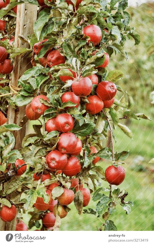 apple harvest Plant Summer Autumn Leaf Agricultural crop Fragrance Delicious Green Red Apple Apple tree apple fruit Mature Harvest Apple harvest Tree Sweet