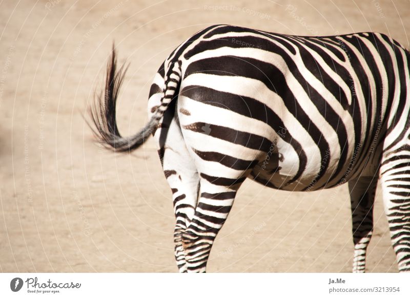 Striped reverse side Nature Animal Earth Sand Summer Beautiful weather Warmth Drought Farm animal Horse Pelt Zoo Zebra Zebra crossing 1 To swing Eroticism Near