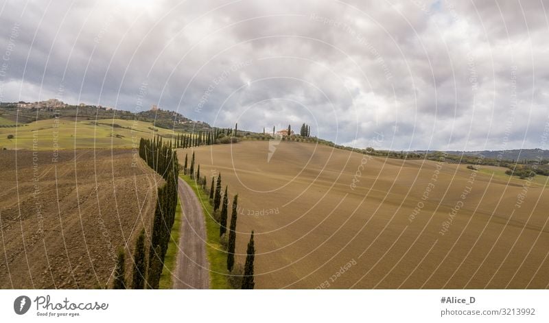 Tuscany cypress avenue landscape Italy Vacation & Travel Nature Authentic Exceptional Fantastic Far-off places Natural Brown Bizarre Loneliness Relaxation