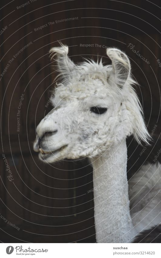 another lama Llama Alpaca camel species Animal Pet Farm animal strange animal Cute Comical Animal face Head ears Pelt Snout white fur Dark background