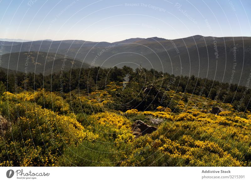 Picturesque landscape of green mountains in summer forest nature picturesque scenic environment hill wild rocky hiking altitude botany flora blue sky