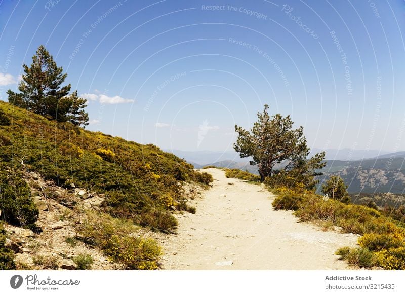 Picturesque view of dirt path on green hills picturesque beautiful flower blue cloudless sky nature landscape scenic scenery meadow idyllic blossom blooming