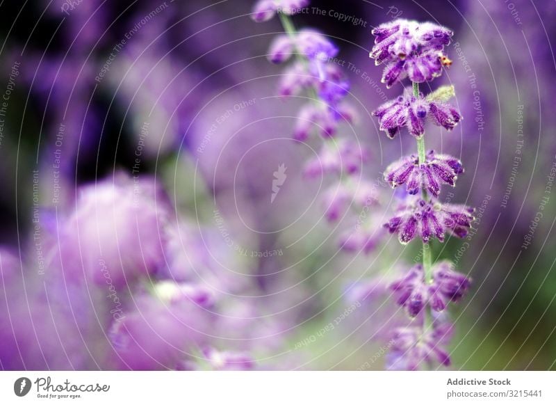 Purple flowers on bush spring bloom park purple shrub beauty green nature scenic plant garden blossom petals foliage delicate fragile aroma scent fragrant smell