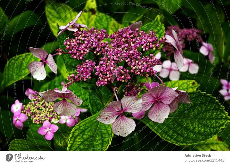 Purple flowers on bush spring bloom park purple shrub beauty green nature scenic plant garden blossom petals foliage delicate fragile aroma scent fragrant smell