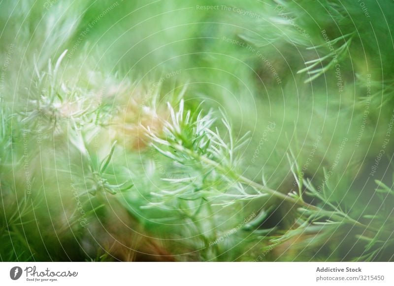 Green spruce plant growing in park conifer twigs spring green environment idyllic natural garden delicate vegetation leaves fresh tree organic botany flora