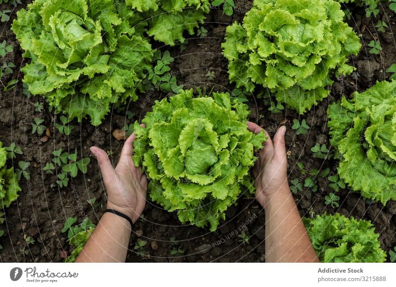 Lettuce green leaves on loose brown bed lettuce fresh food healthy organic salad vegetarian ingredient plant diet natural raw freshness nature gourmet dieting