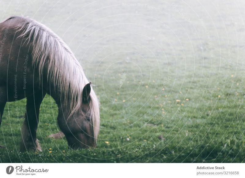 Chestnut horse standing in countryside head chestnut animal rural ranch equine domestic nature field meadow pasture stallion mare calm creature beast mammal