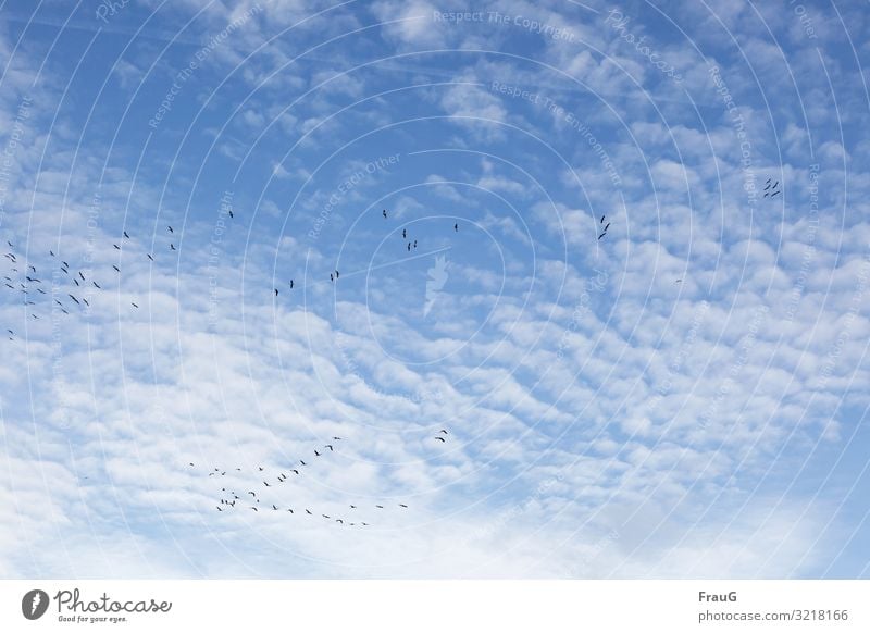 Lightness | the cranes fly Sky Clouds Sheep Clouds Cirrocumulus Airplane Vapor trail birds Cranes form up Migratory birds Autumn bird migration