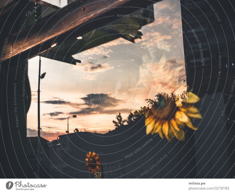 Sunset Reflection Environment Nature Landscape Sky Clouds Horizon Sunrise Sunlight Spring Summer Weather Beautiful weather Plant Flower Sunflower Skyline